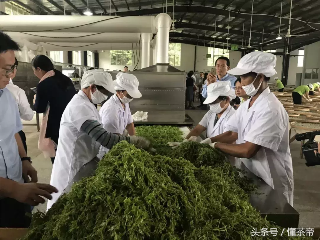 张家界莓茶是什么？究竟有什么好处？