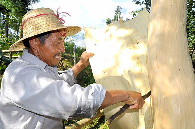 我国独有的传统中药材杜仲，采取了环剥再生法