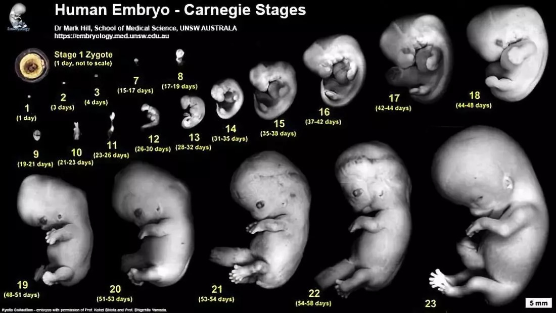 宝宝胚胎发育过程图图片