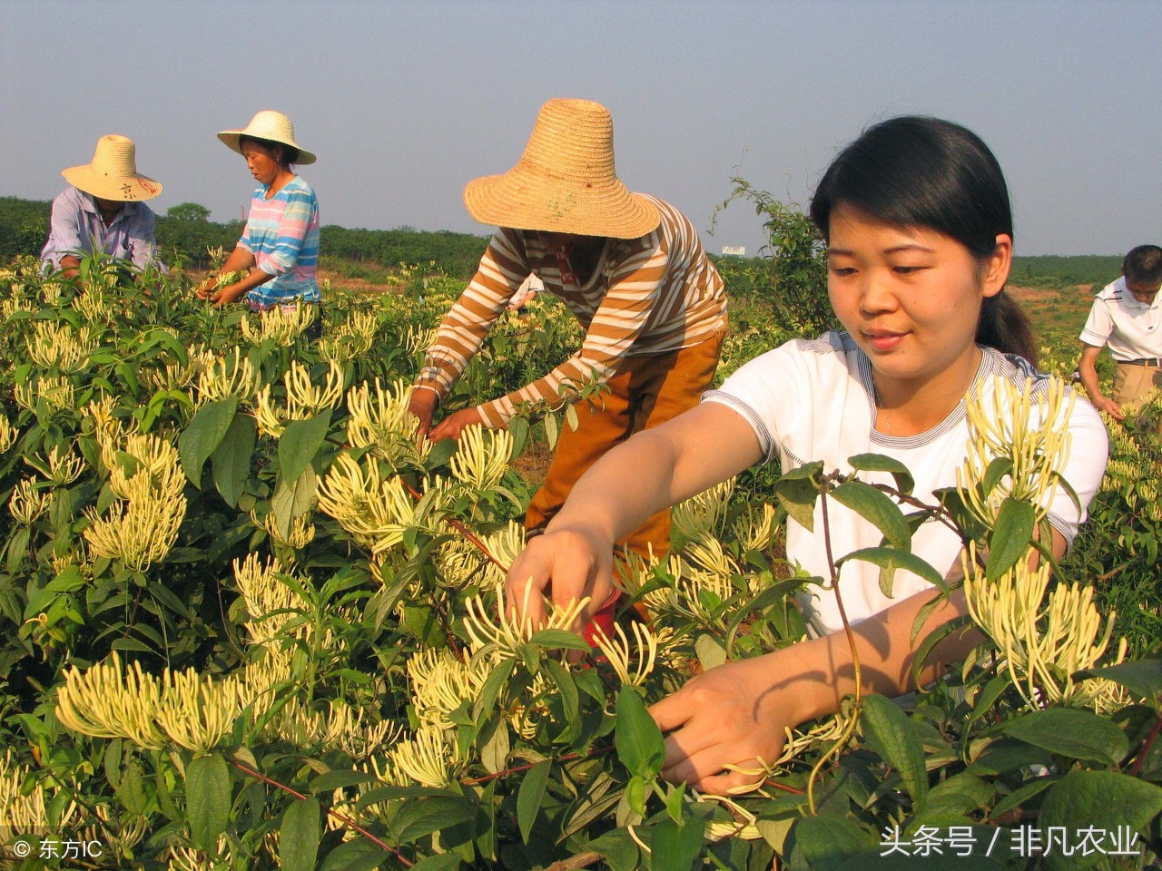 农村这些作物，明年种植，赚钱多，利润很可观，价格一直在涨！