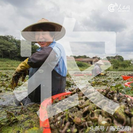 「今天，为亿万中国农民转发！」“春种一粒粟，秋收万颗子