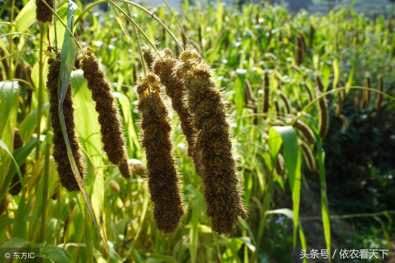 稻黍稷麦菽指什么，稻、黍、稷、麦、菽五谷之分？