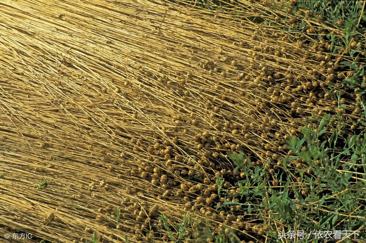 稻黍稷麦菽指什么，稻、黍、稷、麦、菽五谷之分？