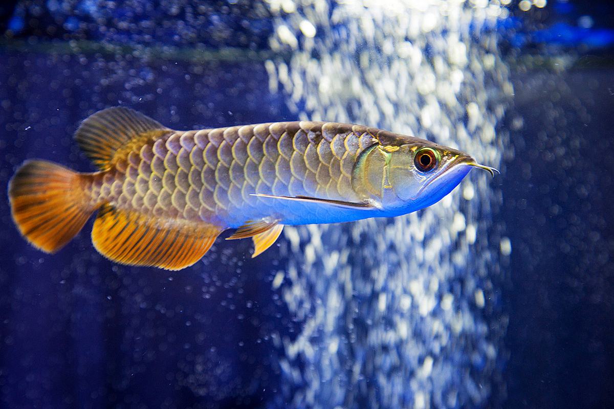 锦鲤、龙鱼和金鱼的寿命都会有多长呢？