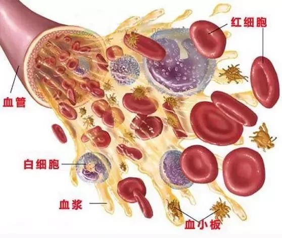 婴儿白细胞低是怎么回事（白细胞低是什么原因导致的）