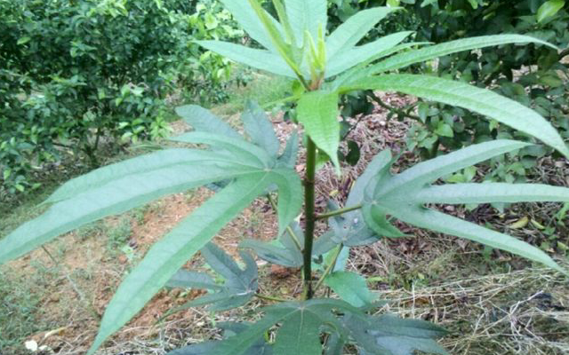 七叶毛桃功效与作用