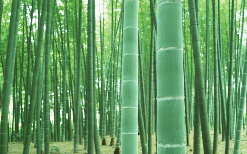 竹子是生长速度最快的植物为什么竹子不是树而是草