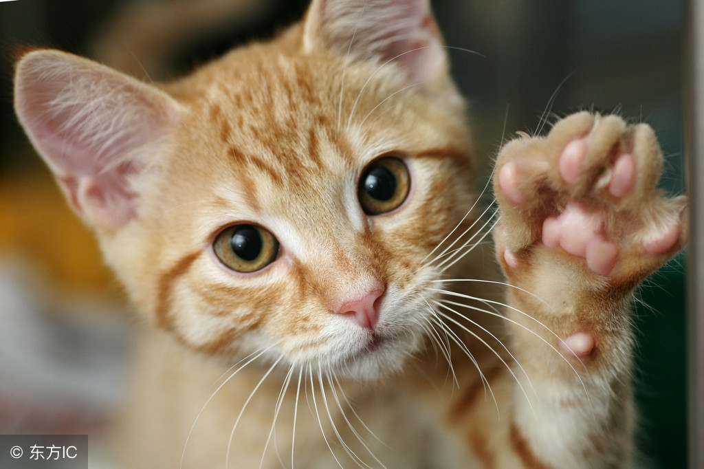 不小心被猫抓伤了怎么办？正确处理方法告诉你