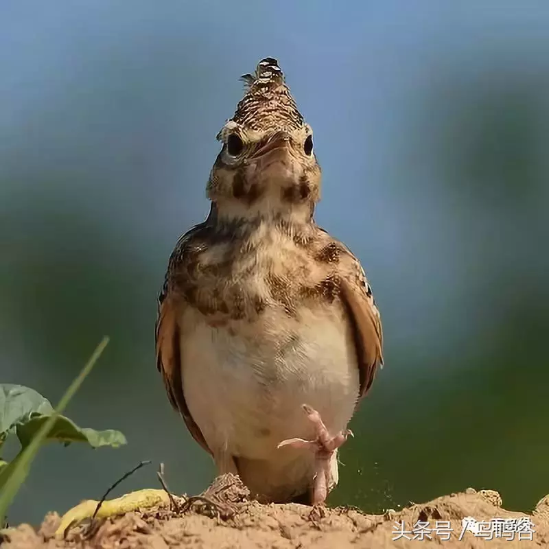 百灵类各种鸟的图片及简介