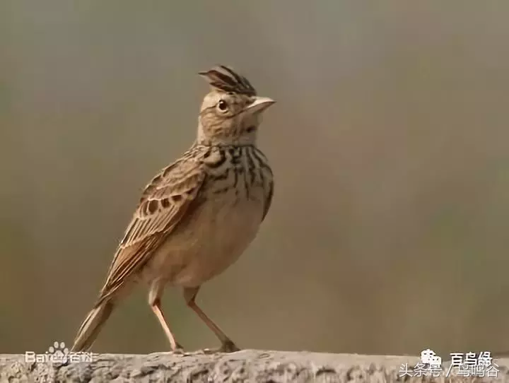 百灵类各种鸟的图片及简介