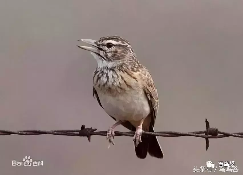 百灵类各种鸟的图片及简介