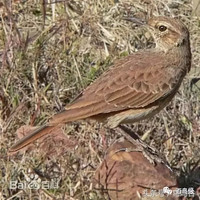 百灵类各种鸟的图片及简介