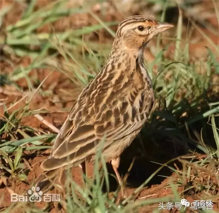 百灵类各种鸟的图片及简介