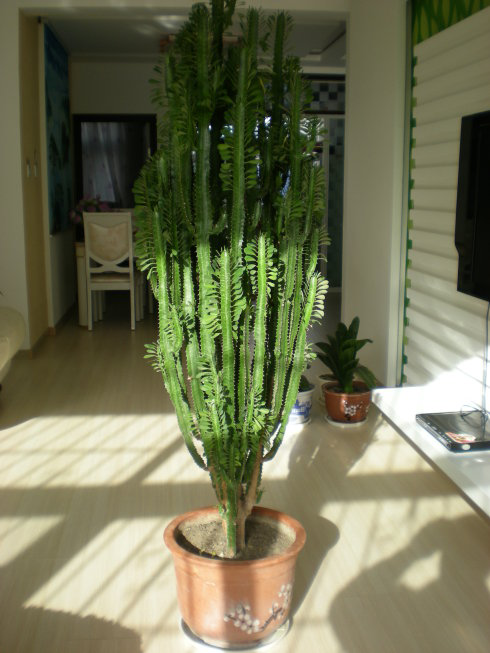 龙骨花的风水作用(客厅摆盆"龙骨花",不光风水好,枝干更是呼呼长不停!