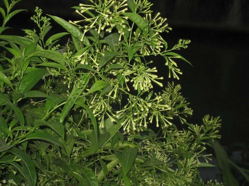 只在夜晚开放,香气扑鼻——夜来香养护技巧