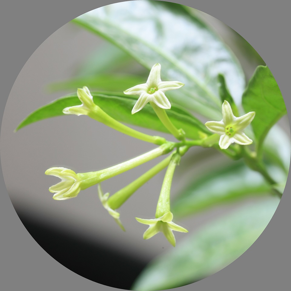 只在夜晚开放,香气扑鼻——夜来香养护技巧