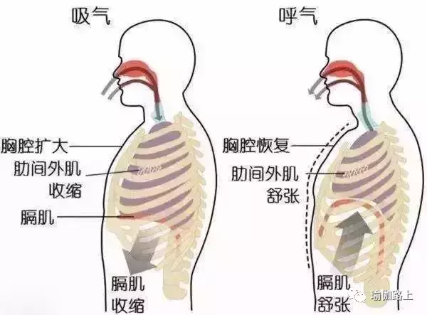 練習瑜伽這樣呼吸就對了（收藏級）