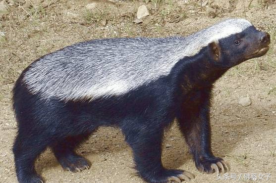 平头哥的人生格言(彪悍人生)