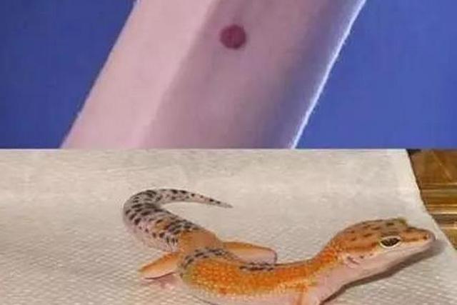 守宫砂是怎么回事?