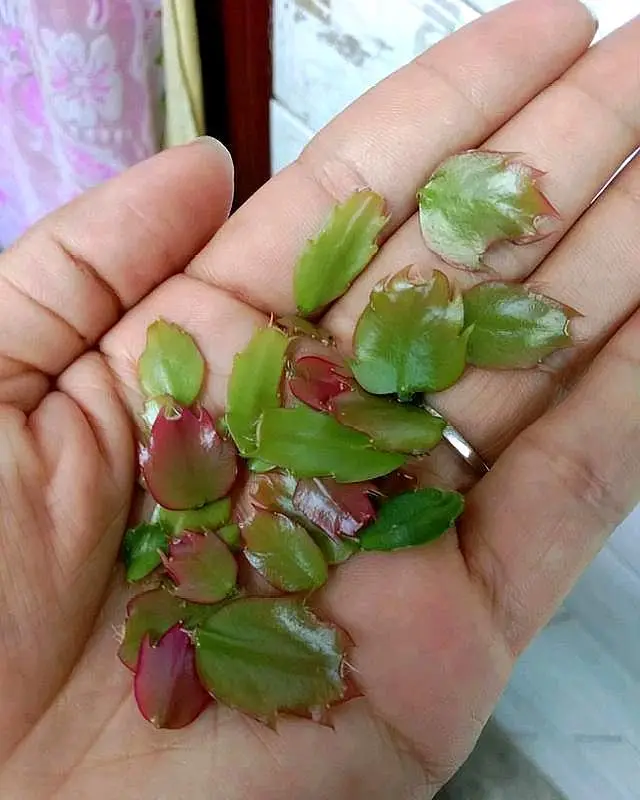 蟹爪兰的养殖方法和注意事项（蟹爪兰用什么肥料最好）