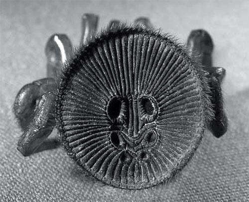 螲蟷图片(1分钟带你了解螲蟷的真实样子)