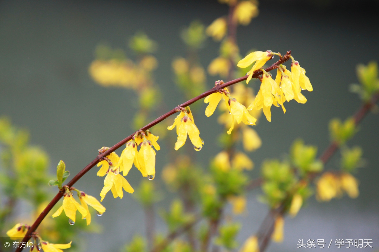 什麼的迎春花什麼的迎春花填空