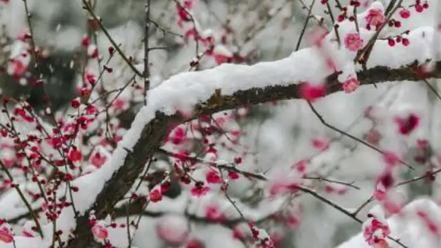 11月19，最美梅花雪动态美图，真是美极了，太美太漂亮迷人！