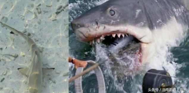 电影《巨齿鲨》一口能吞掉一条船？专家：别再被电影所误导！