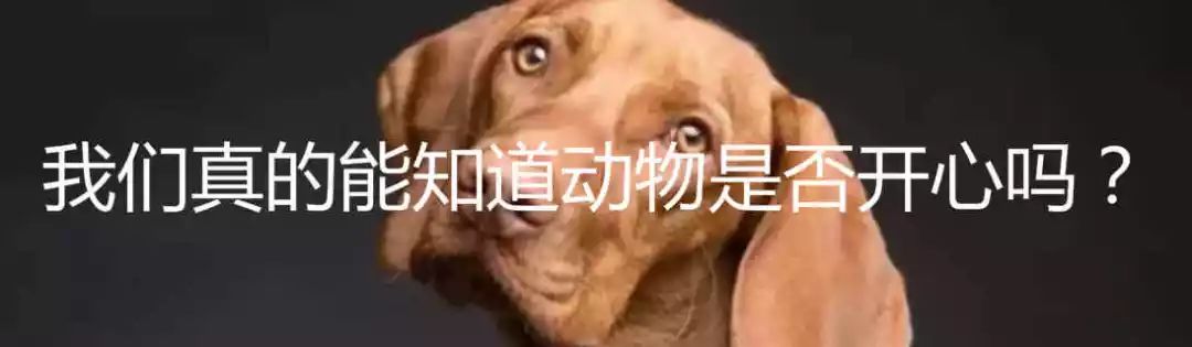 忠犬巴比(狗会忘记它的主人吗？)