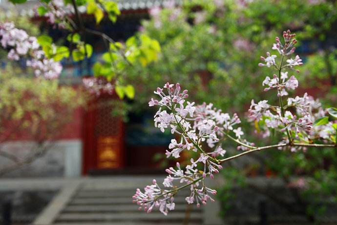 禅房花木深全诗意思怎么读(禅房花木深全诗翻译赏析及出处)