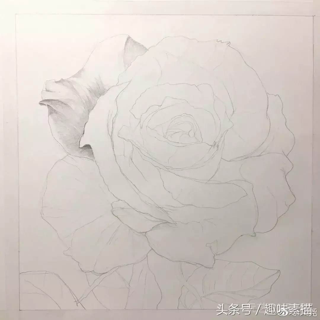 素描教程｜赠人玫瑰手有余香