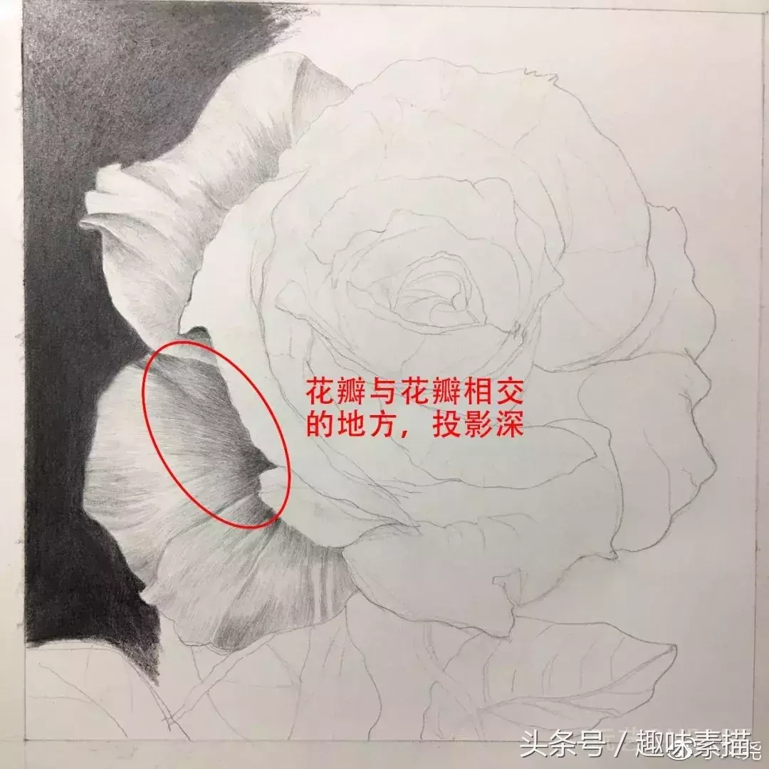 素描教程｜赠人玫瑰手有余香