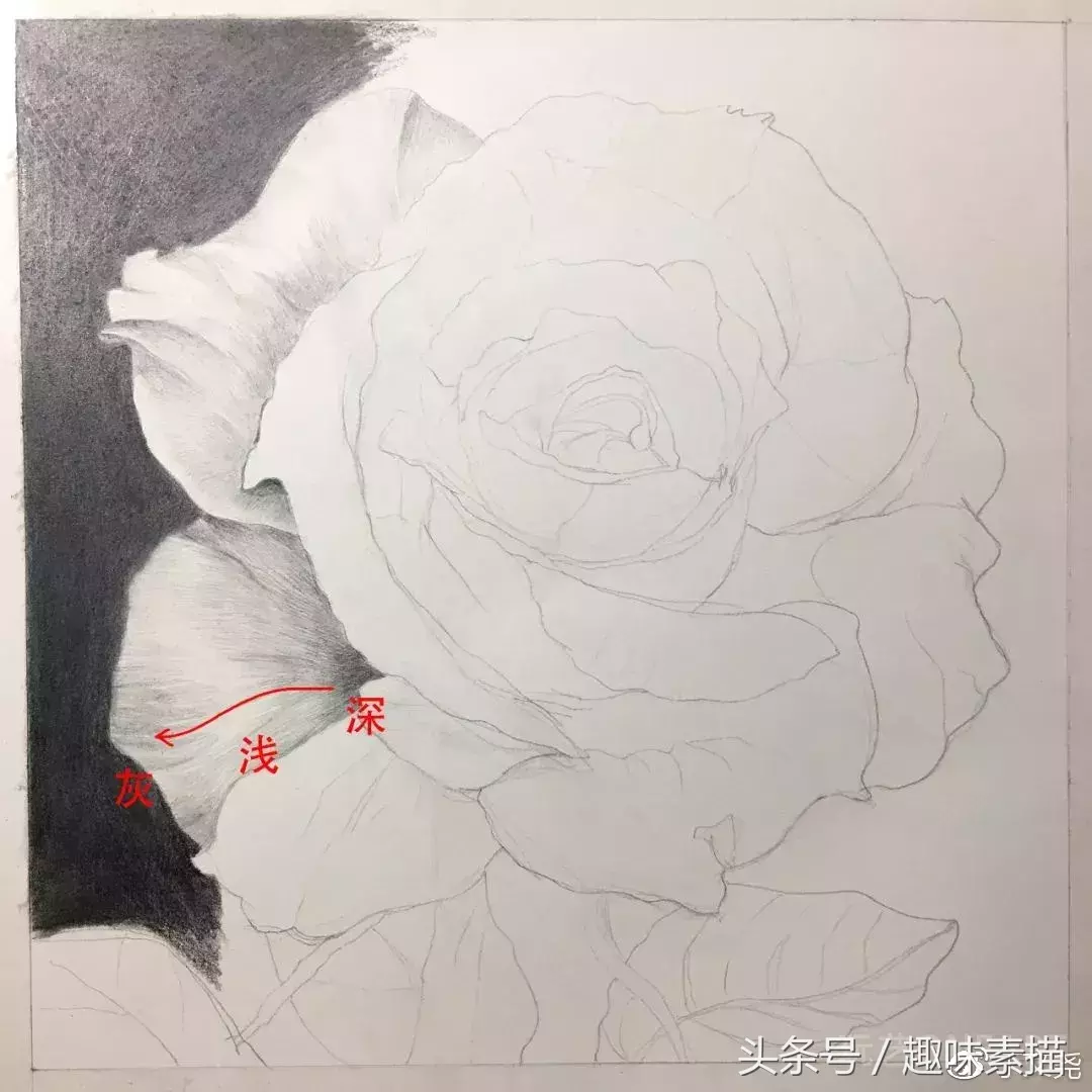 素描教程｜赠人玫瑰手有余香