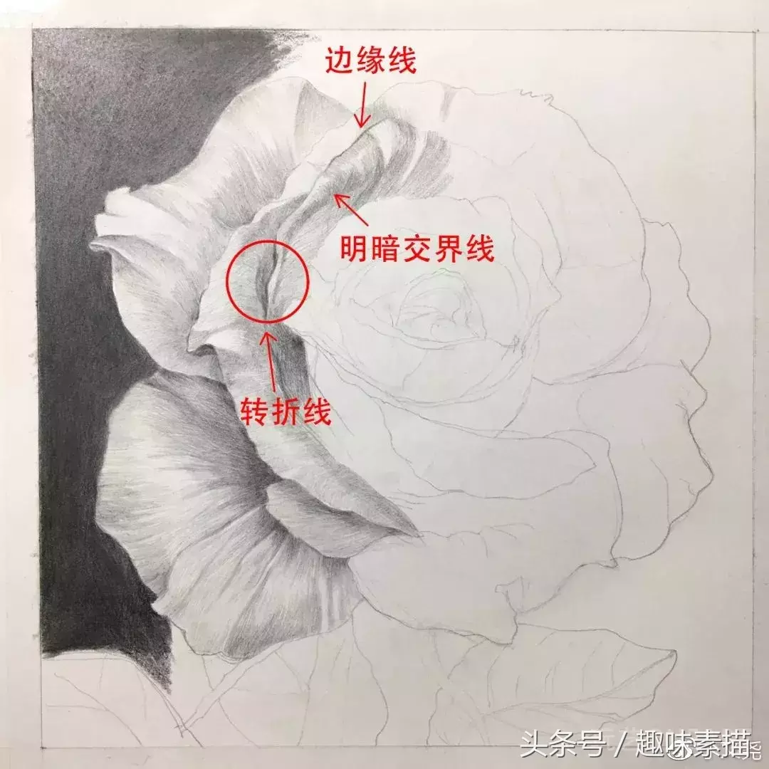 素描教程｜赠人玫瑰手有余香