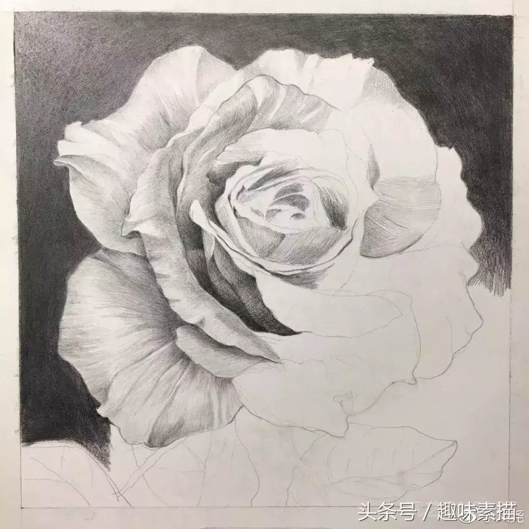 素描教程｜赠人玫瑰手有余香