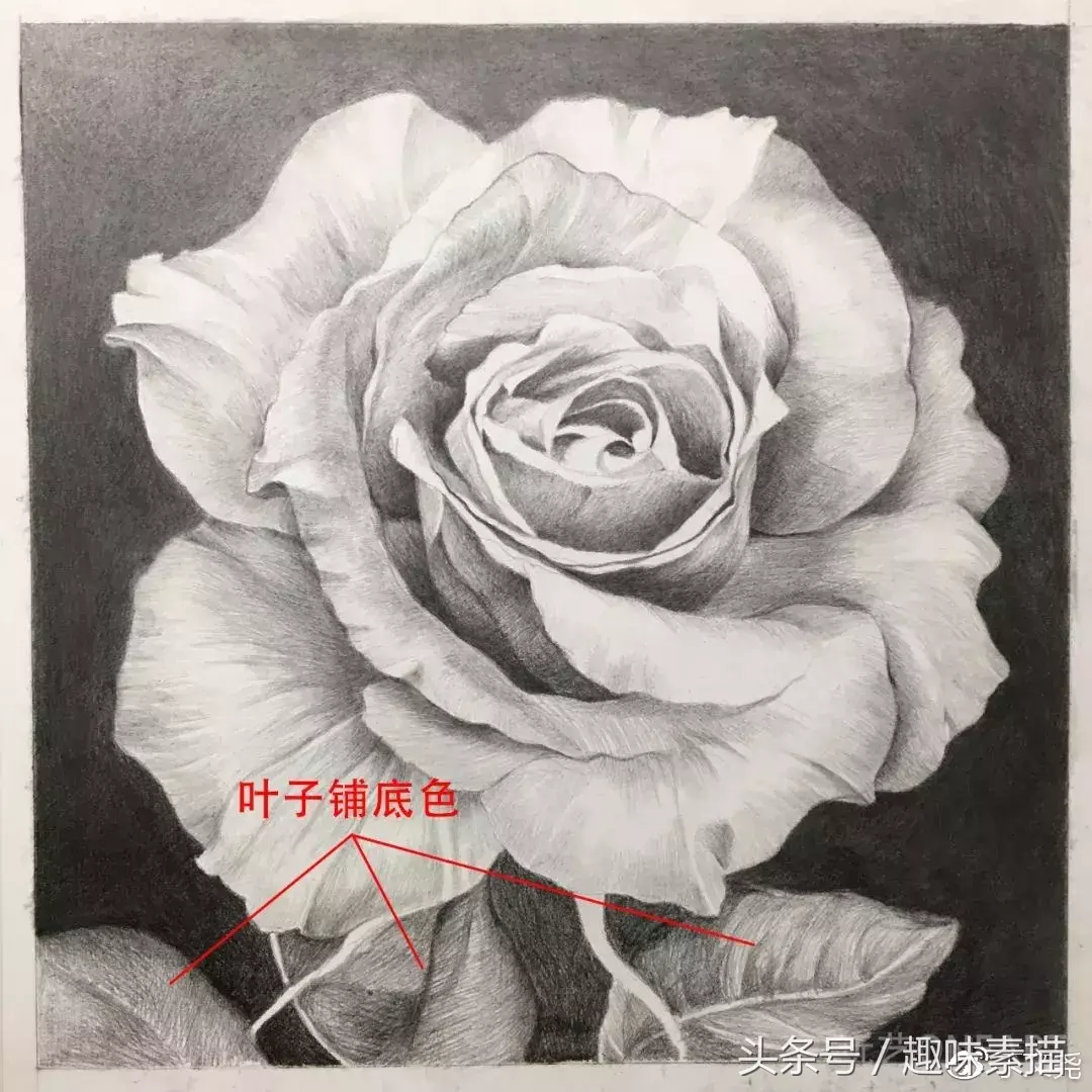 素描教程｜赠人玫瑰手有余香