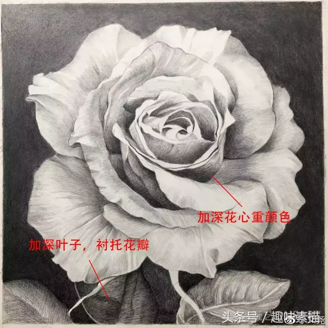 素描教程｜赠人玫瑰手有余香