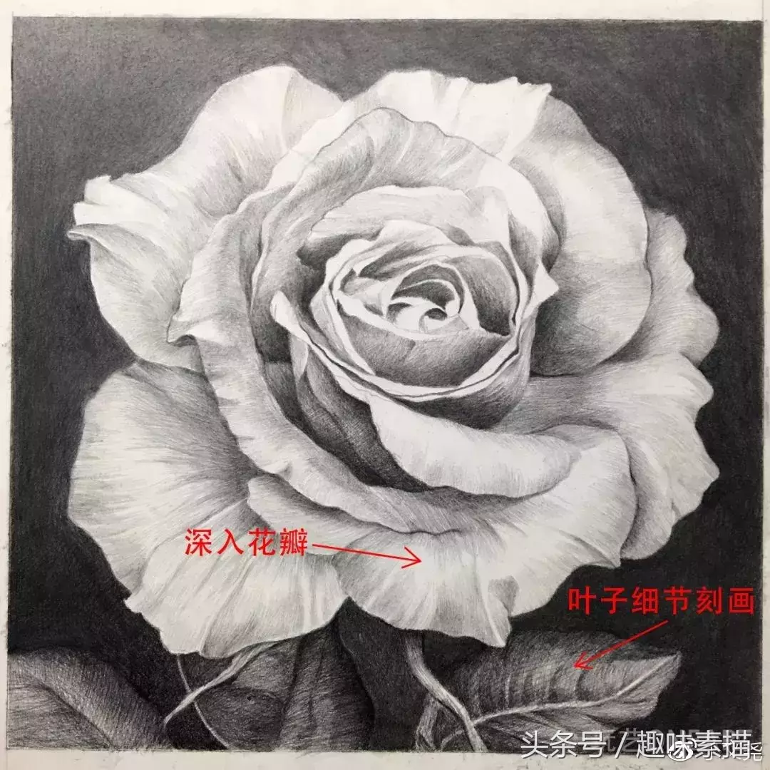 素描教程｜赠人玫瑰手有余香