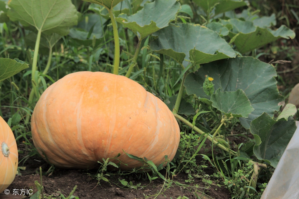 有什么储存窝瓜的技巧 窝瓜的存放方法