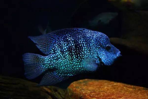 罗汉成功被列入奇葩观赏鱼类,原因让人笑破肚皮