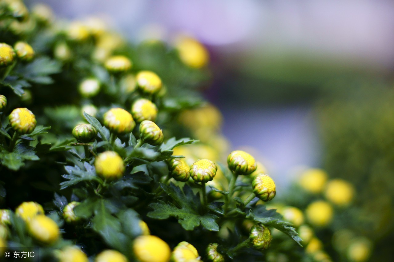 菊花描写的优美句子10首菊花诗