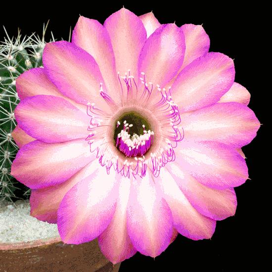 「美图」仙人掌开花,美得惊心动魄!