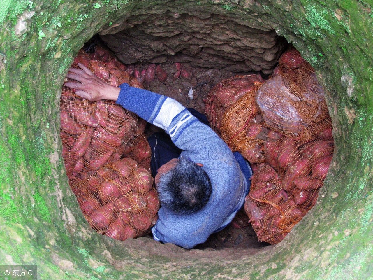 又到了红薯收获季，如何更好的储存红薯呢？