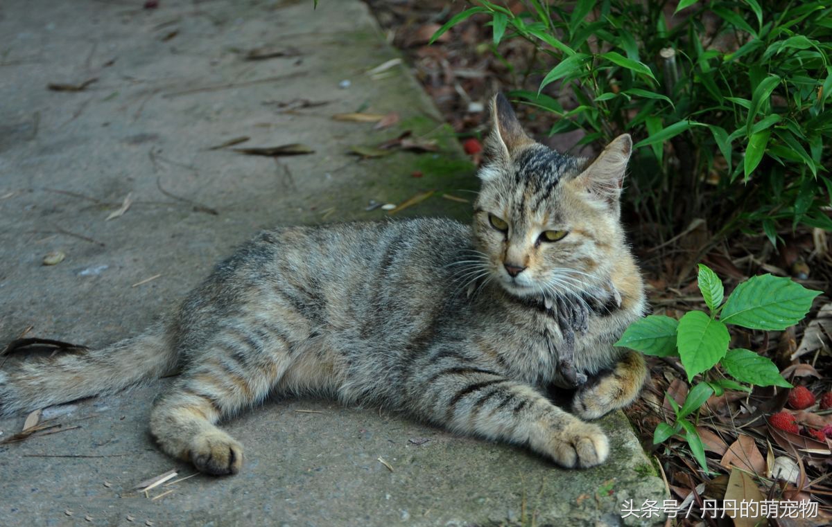 农村老家的土猫真的不值钱吗？中华田园猫的品种科普