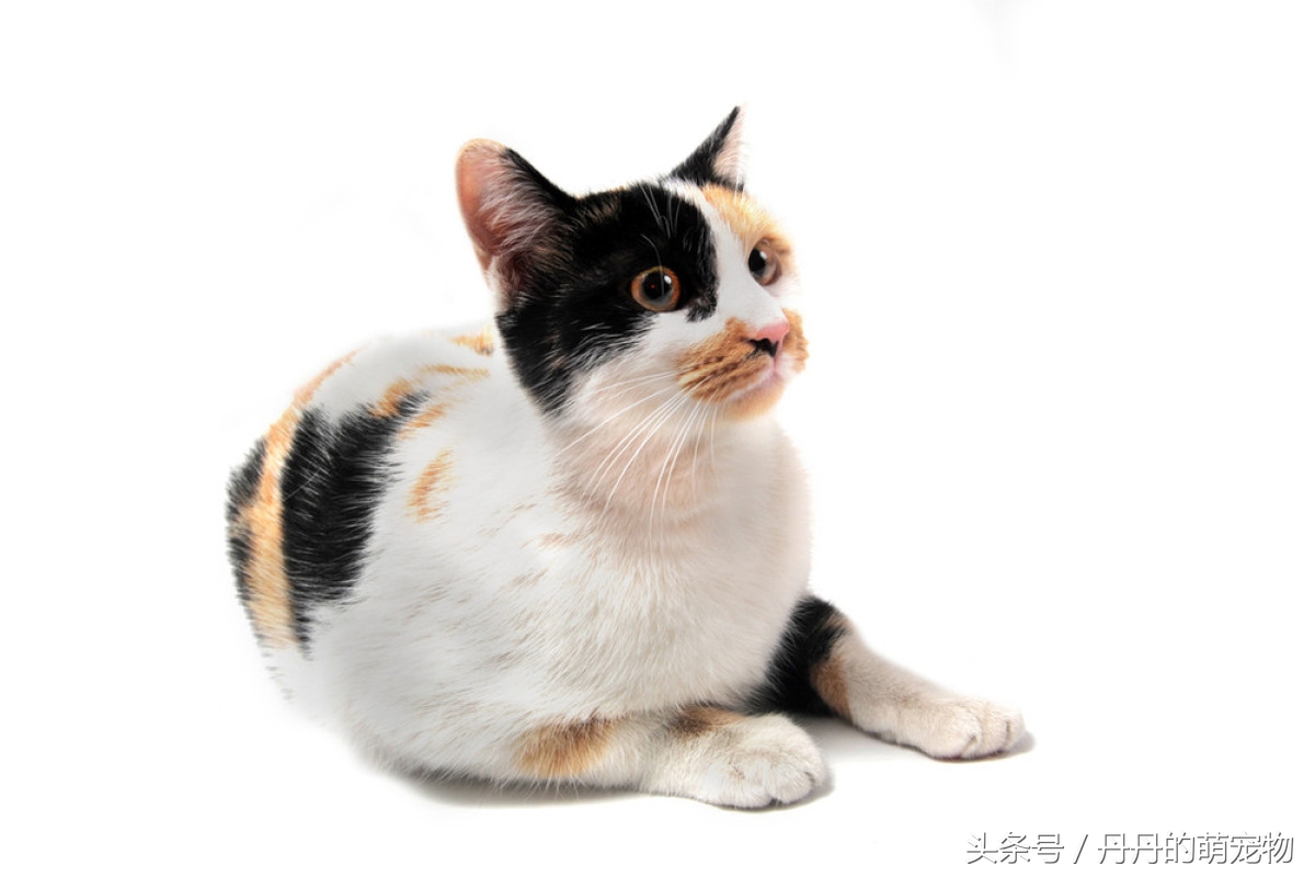 三花猫一般是指身上有黑,橘,白三种颜色的猫,而这三种颜色一起并存的