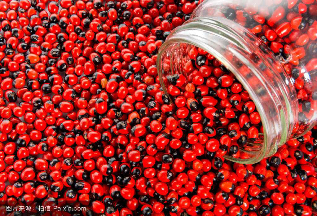 相思药民间草药相思子植物