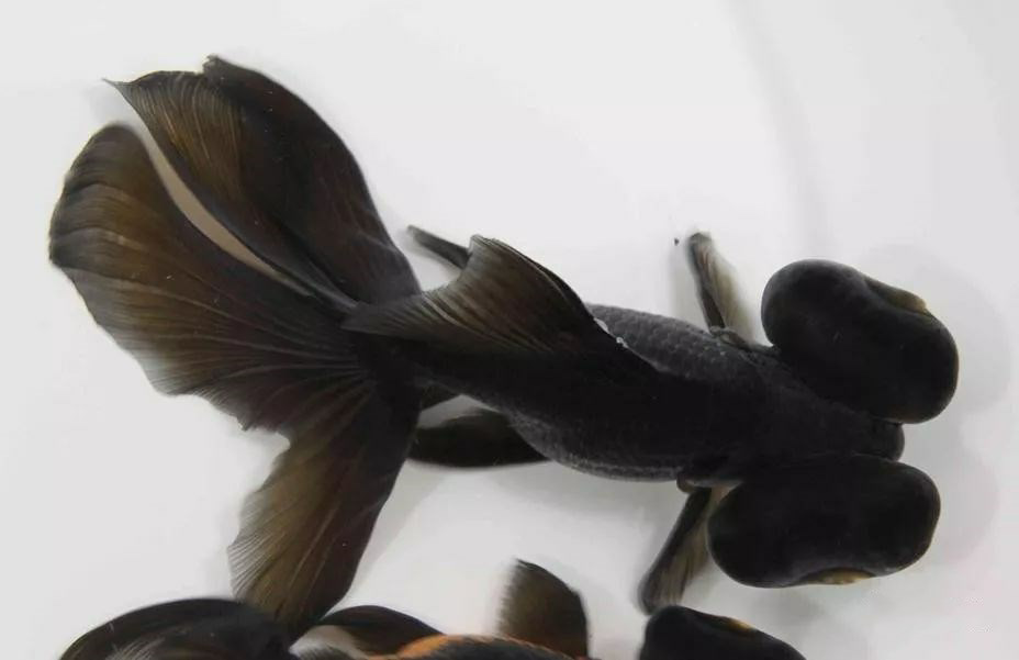 大眼金鱼怎么养(不常见的龙睛系金鱼品种盘点)