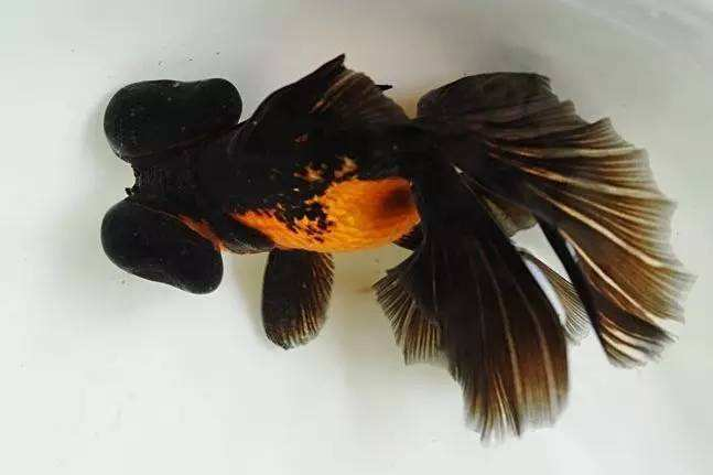 大眼金鱼怎么养(不常见的龙睛系金鱼品种盘点)