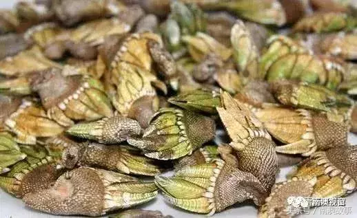 南澳岛旅游必备,国庆错过了,元旦来了刚刚好!