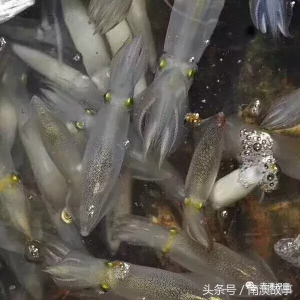 南澳岛旅游必备,国庆错过了,元旦来了刚刚好!
